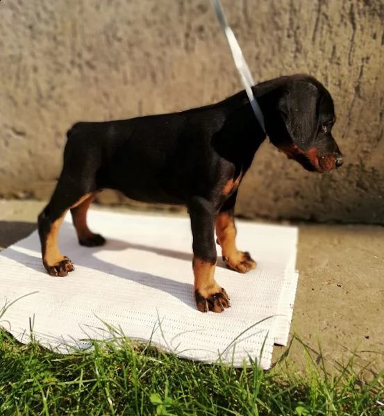 doberman cuccioli in vendita | Foto 5