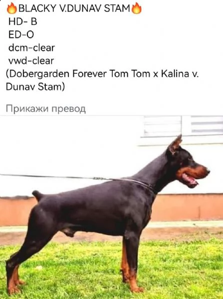 doberman cuccioli in vendita | Foto 3