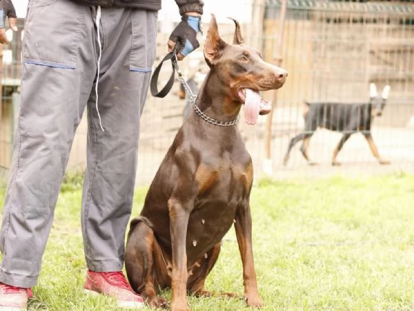 doberman cuccioli in vendita | Foto 2