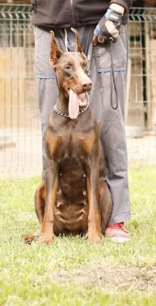 doberman cuccioli in vendita | Foto 1