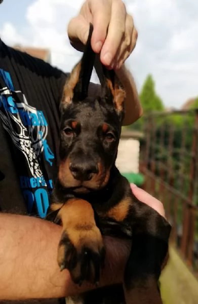 doberman cuccioli in vendita
