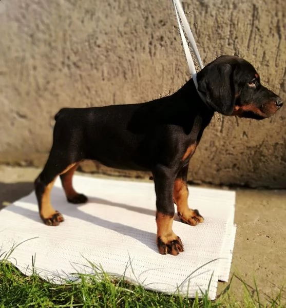 doberman cuccioli in vendita | Foto 0