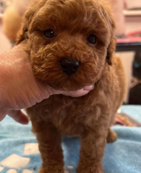 cuccioli barboncini toy piccoli 