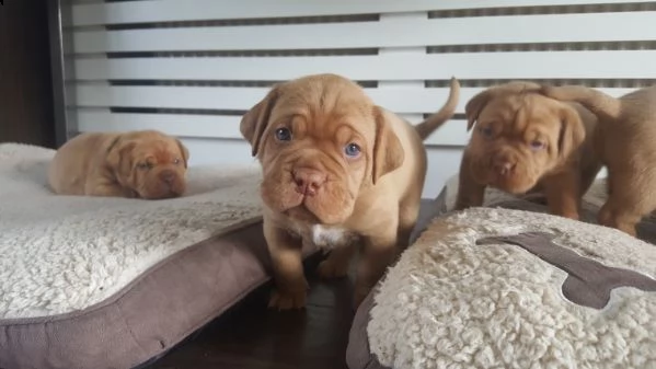 regalo cuccioli di dogue de bordeaux