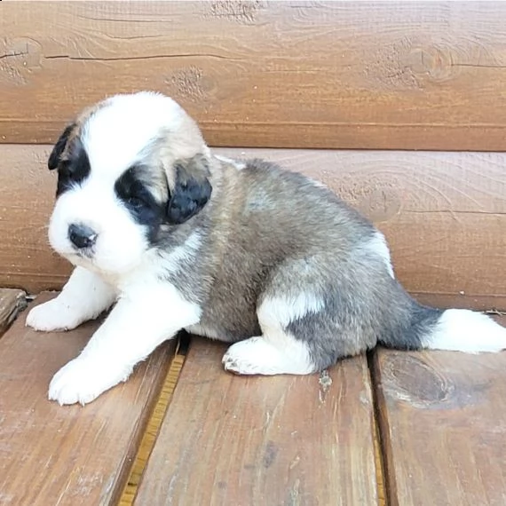 regalo adorabili cuccioli san bernardo femminucce e maschietti disponibili