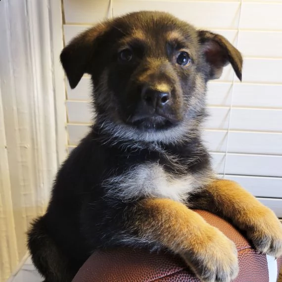 regalo cuccioli pastore tedesco