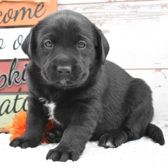 bello labrador , maschio e femmina, in regalo | Foto 0