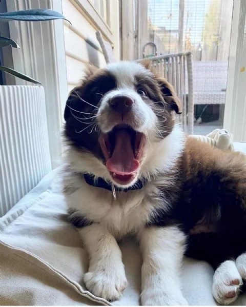 cuccioli di pastore australiano