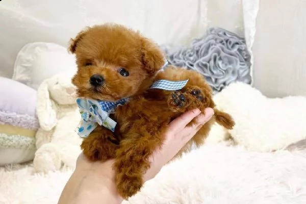 cuccioli barboncino toy