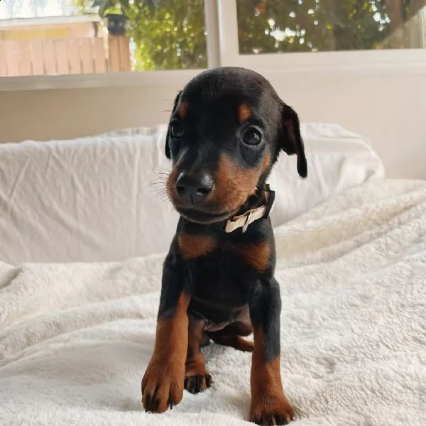cuccioli di dobermann pinscher