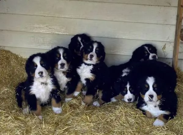 cuccioli di montagna bernese