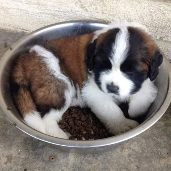 cuccioli di san bernardo