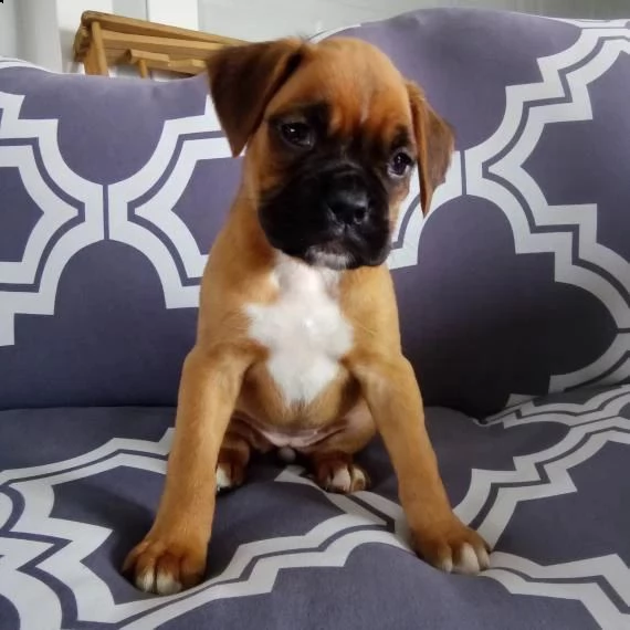 cuccioli di boxer | Foto 1