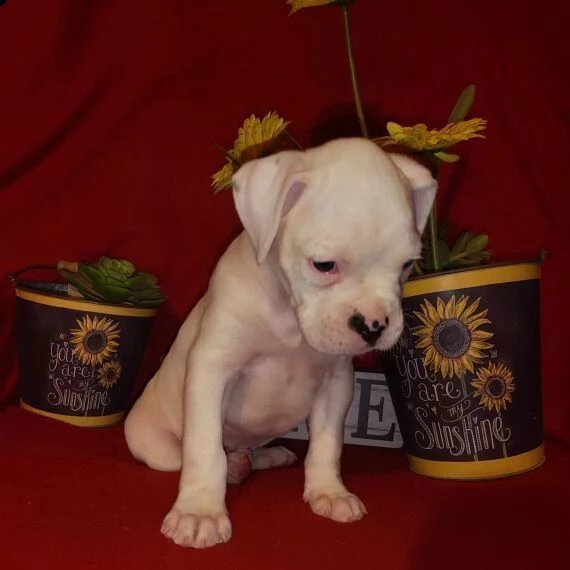 cuccioli di boxer | Foto 0