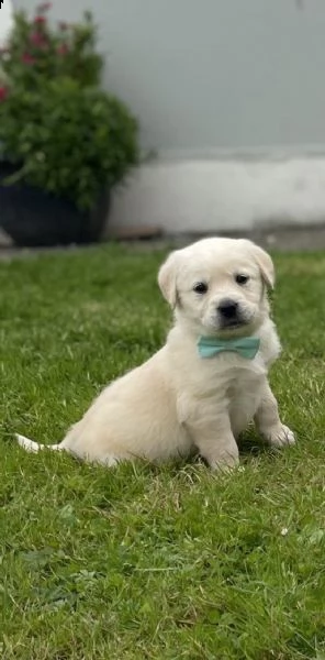 cani in reinserimento labrador