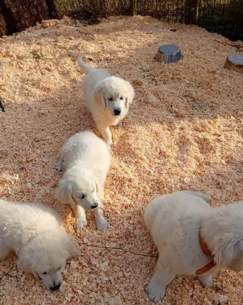 cane dal riporto dorato