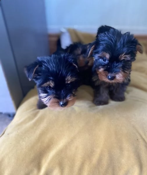 bellissimo cane  yorkshire terrier