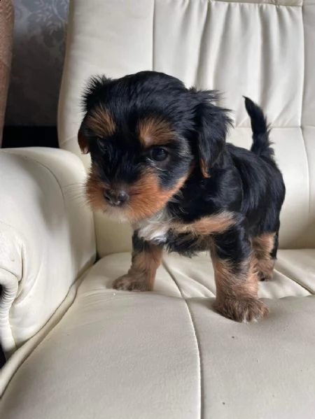 cuccioli di yorkshire terrier disponibili ora | Foto 3