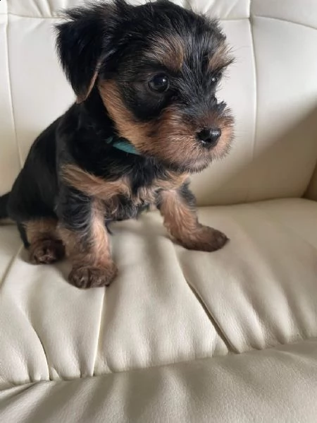 cuccioli di yorkshire terrier disponibili ora | Foto 2