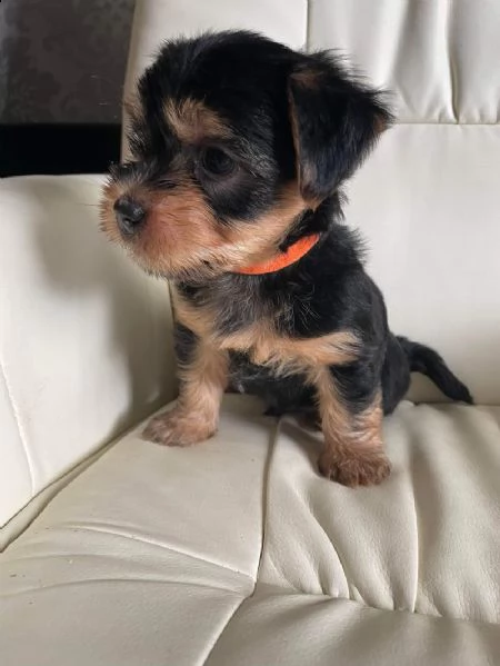 cuccioli di yorkshire terrier disponibili ora | Foto 1
