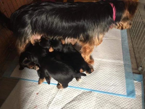 cuccioli di yorkshire terrier disponibili ora | Foto 0