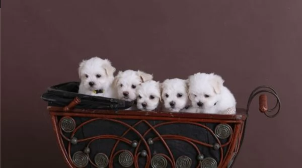 bella maltese in offerta di adozione | Foto 4