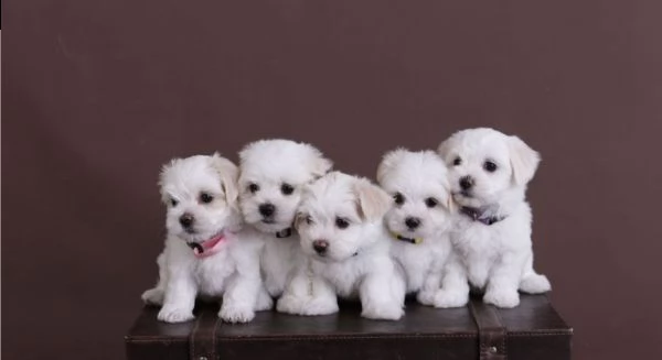 bella maltese in offerta di adozione