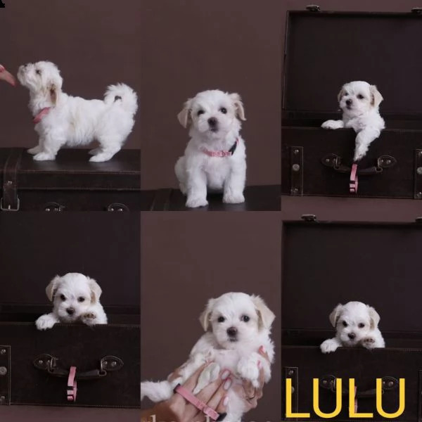 bella maltese in offerta di adozione | Foto 2