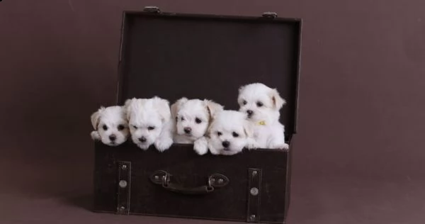 bella maltese in offerta di adozione | Foto 0
