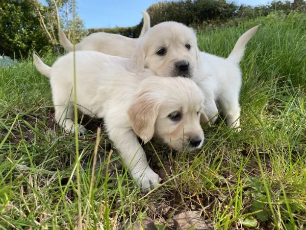 kc reg golden retrievers | Foto 4