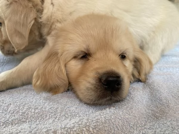 kc reg golden retrievers | Foto 3