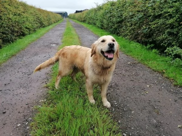 kc reg golden retrievers | Foto 1