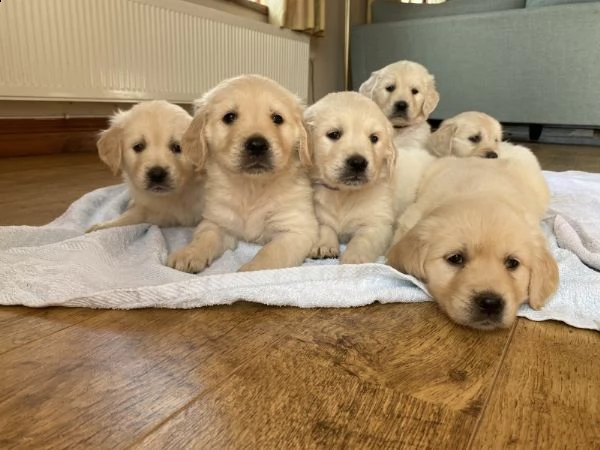 kc reg golden retrievers