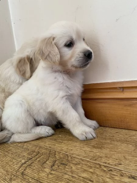 kc reg golden retrievers | Foto 0