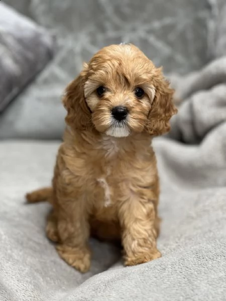 splendidi bambini cavapoo rosso f1