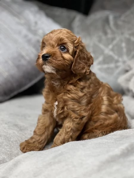 splendidi bambini cavapoo rosso f1 | Foto 4