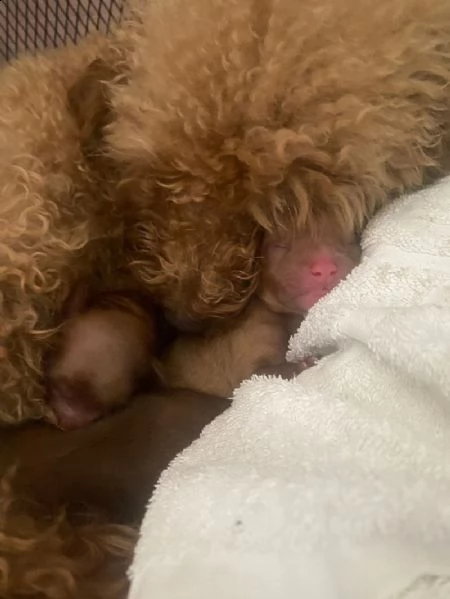 splendidi bambini cavapoo rosso f1 | Foto 3