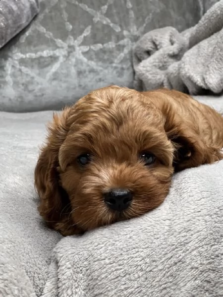 splendidi bambini cavapoo rosso f1 | Foto 2