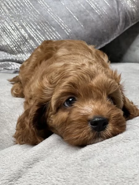 splendidi bambini cavapoo rosso f1 | Foto 1