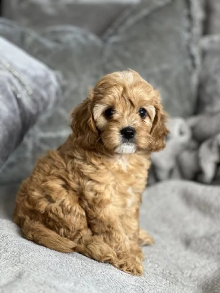 splendidi bambini cavapoo rosso f1 | Foto 0