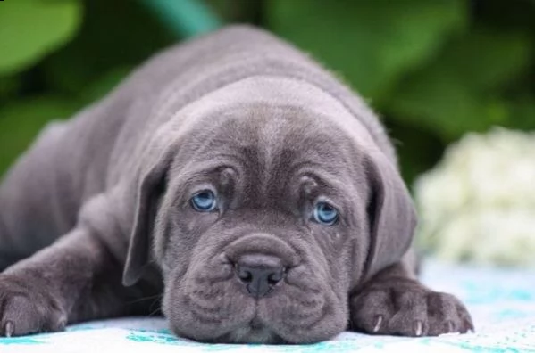 cane corso cuccioli raccomandazione | Foto 6