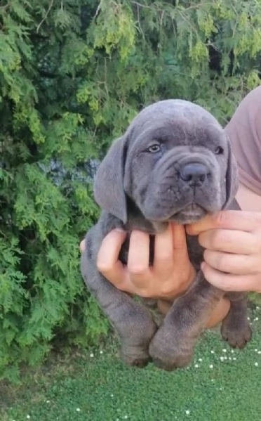 cane corso cuccioli raccomandazione | Foto 5