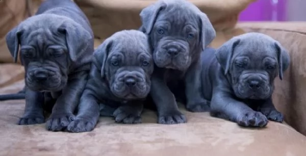 cane corso cuccioli raccomandazione | Foto 4
