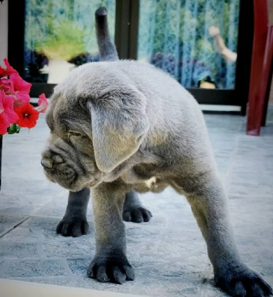cane corso cuccioli raccomandazione | Foto 3