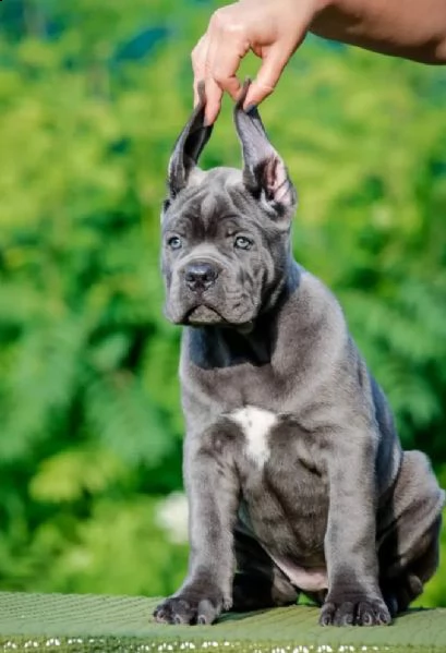 cane corso cuccioli raccomandazione | Foto 2