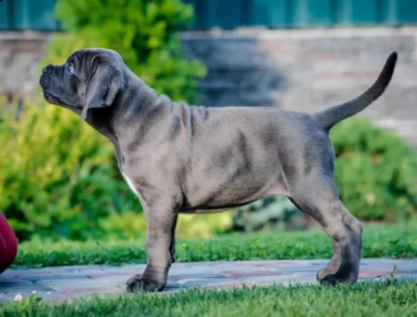 cane corso cuccioli raccomandazione
