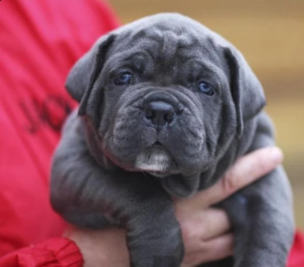 cane corso cuccioli raccomandazione | Foto 1