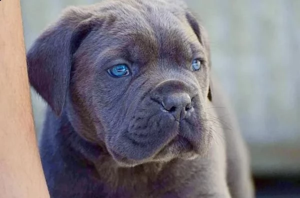 cane corso cuccioli raccomandazione | Foto 0