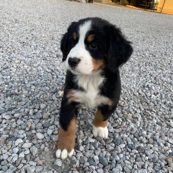 cuccioli bovaro del bernese in regalo 