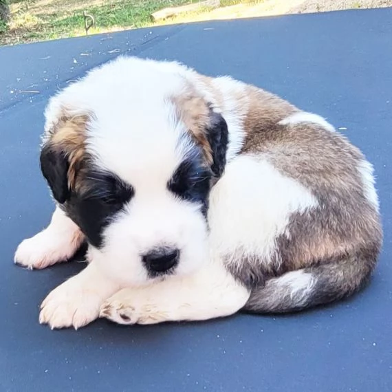 regalo adorabili cuccioli san bernardo femminucce e maschietti disponibili